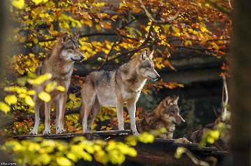 Eurasian Wolves